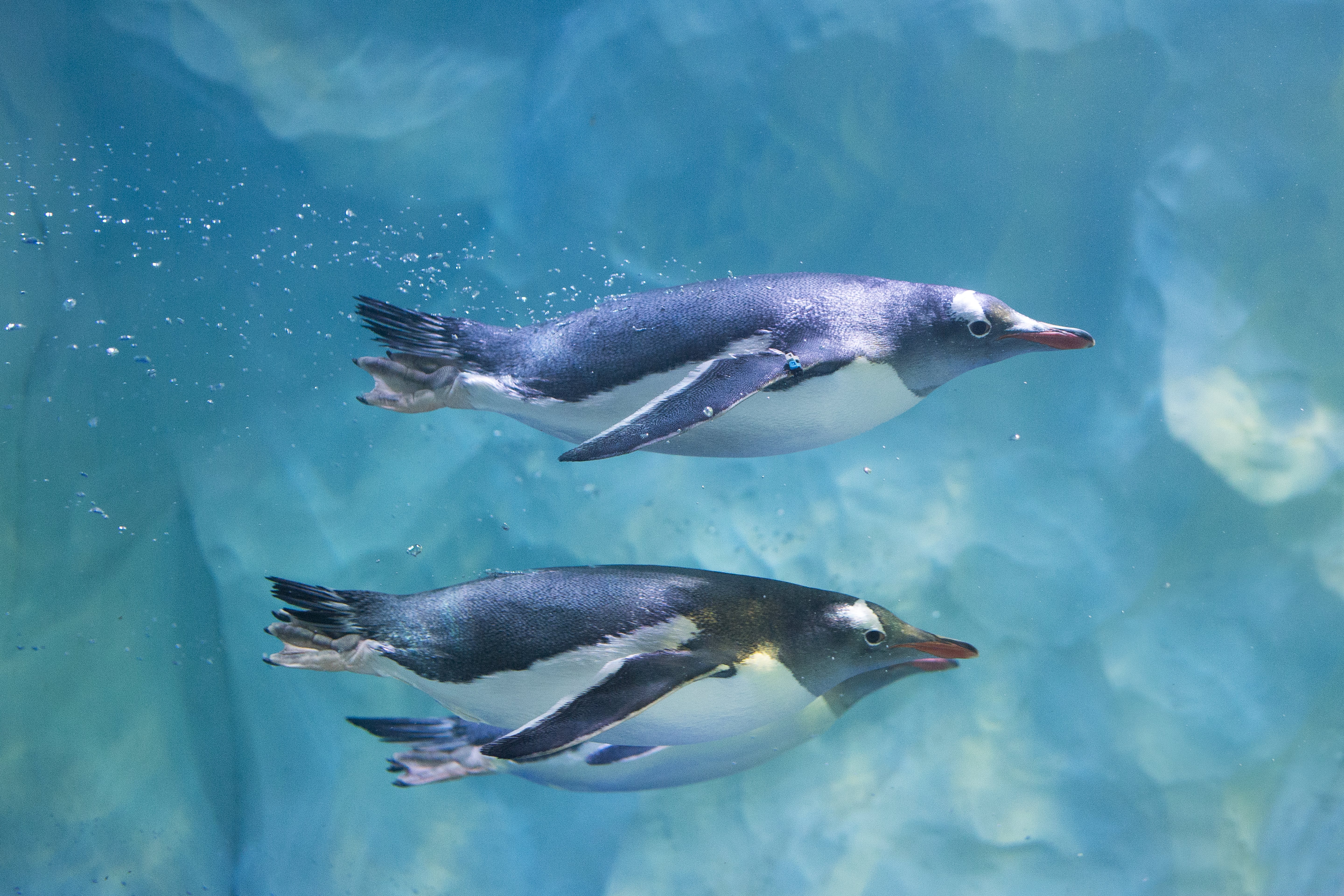 SEA LIFE Penguins