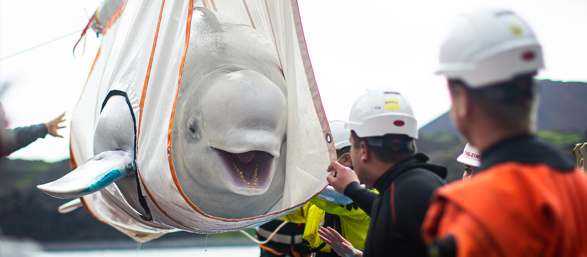 Beluga whale being rescued