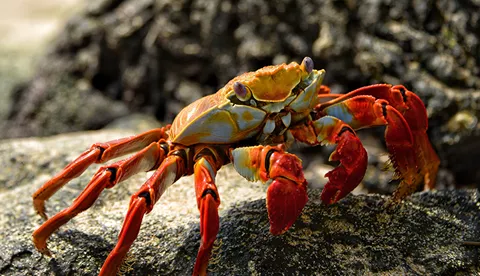 Rockpool crab