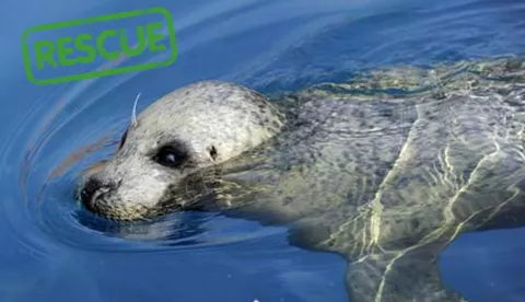 Rescue seal