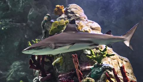 Black tip shark in an aquarium