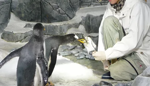 Pinguine Eis Am Stiel II Presse