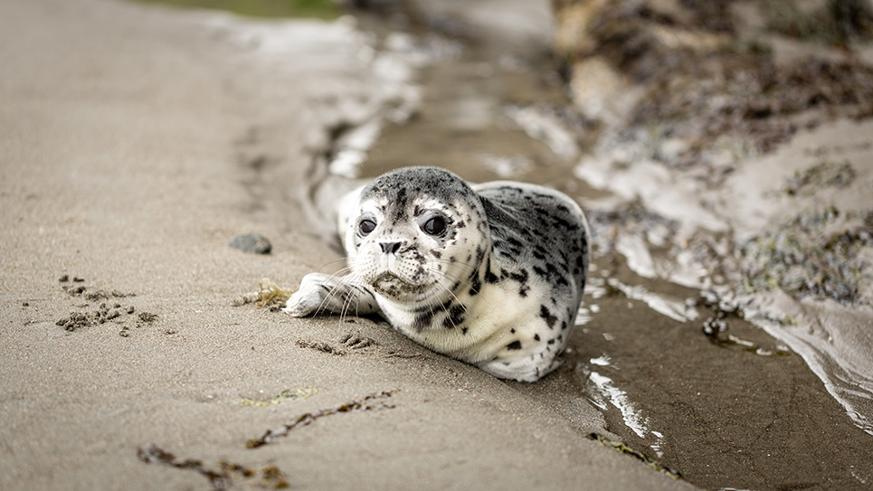 White seal on the beach