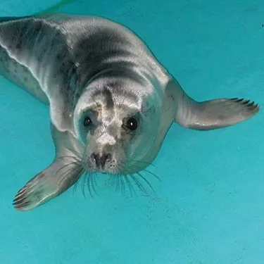 Shiny grey seals