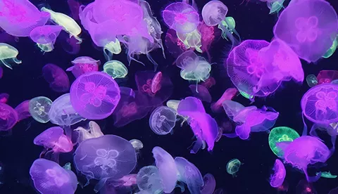 Group of purple jellyfish